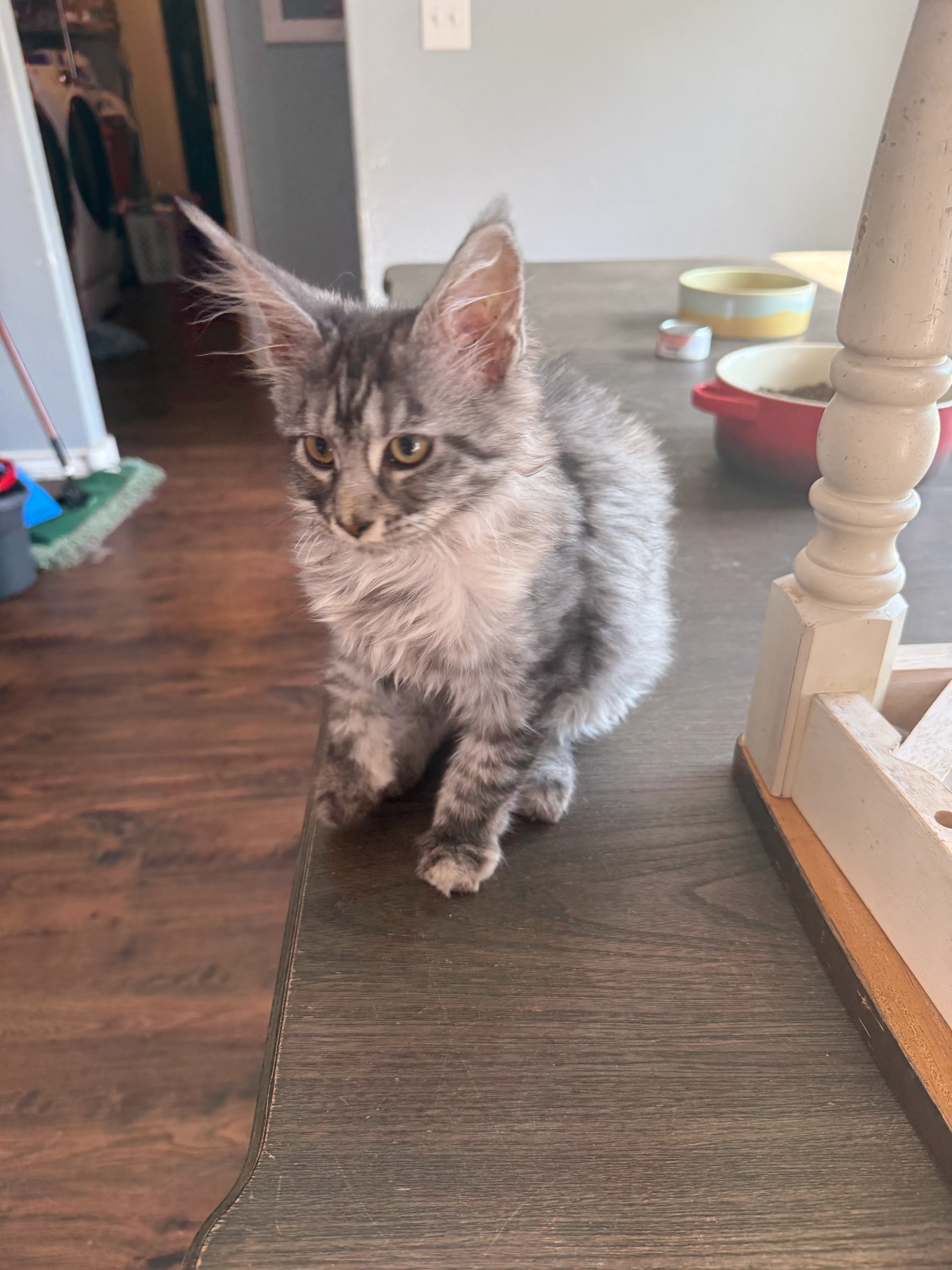 Black Silver Tortie Female – Maine Coon Kitten