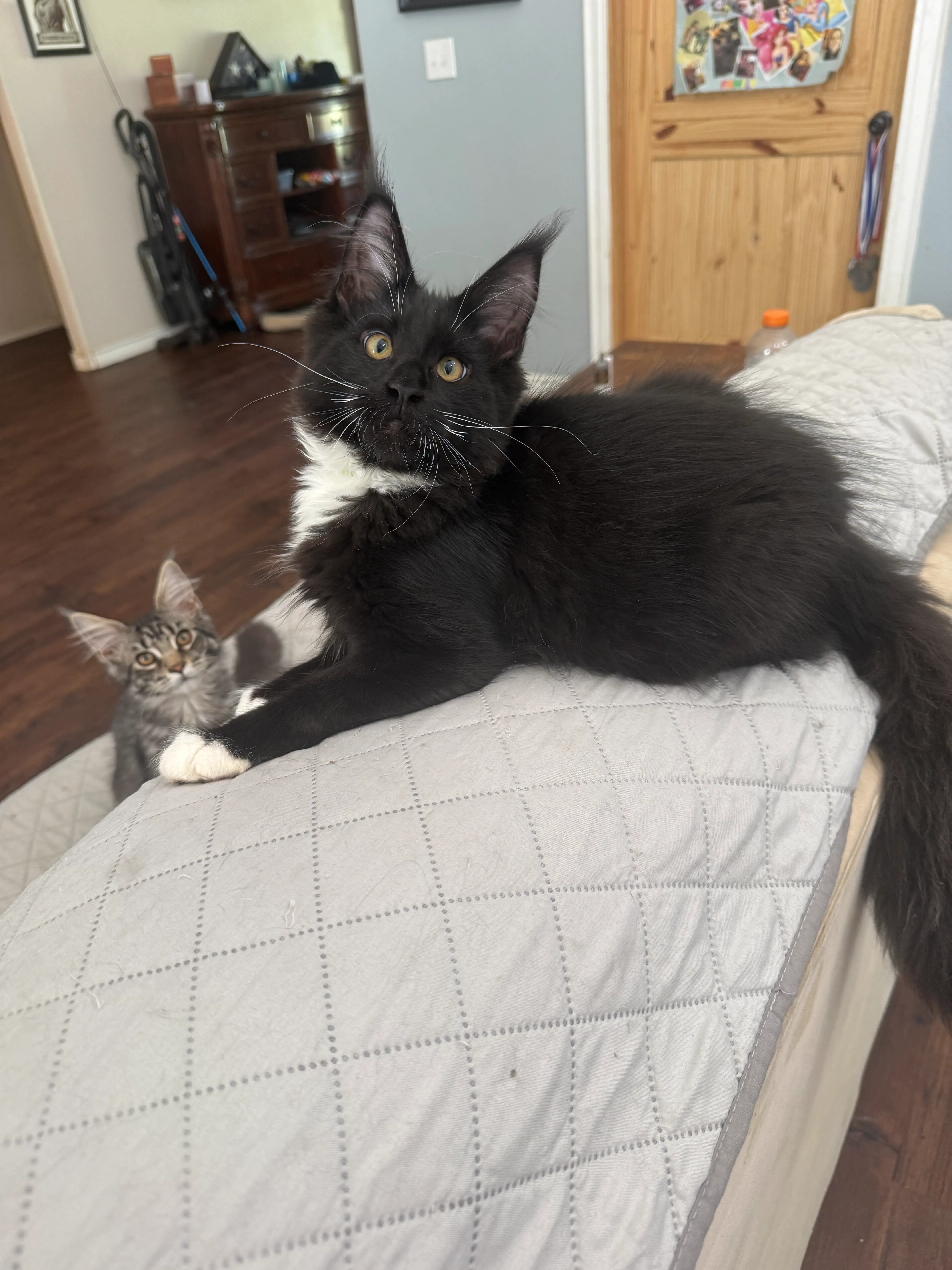 Black with White Male – Maine Coon Kitten