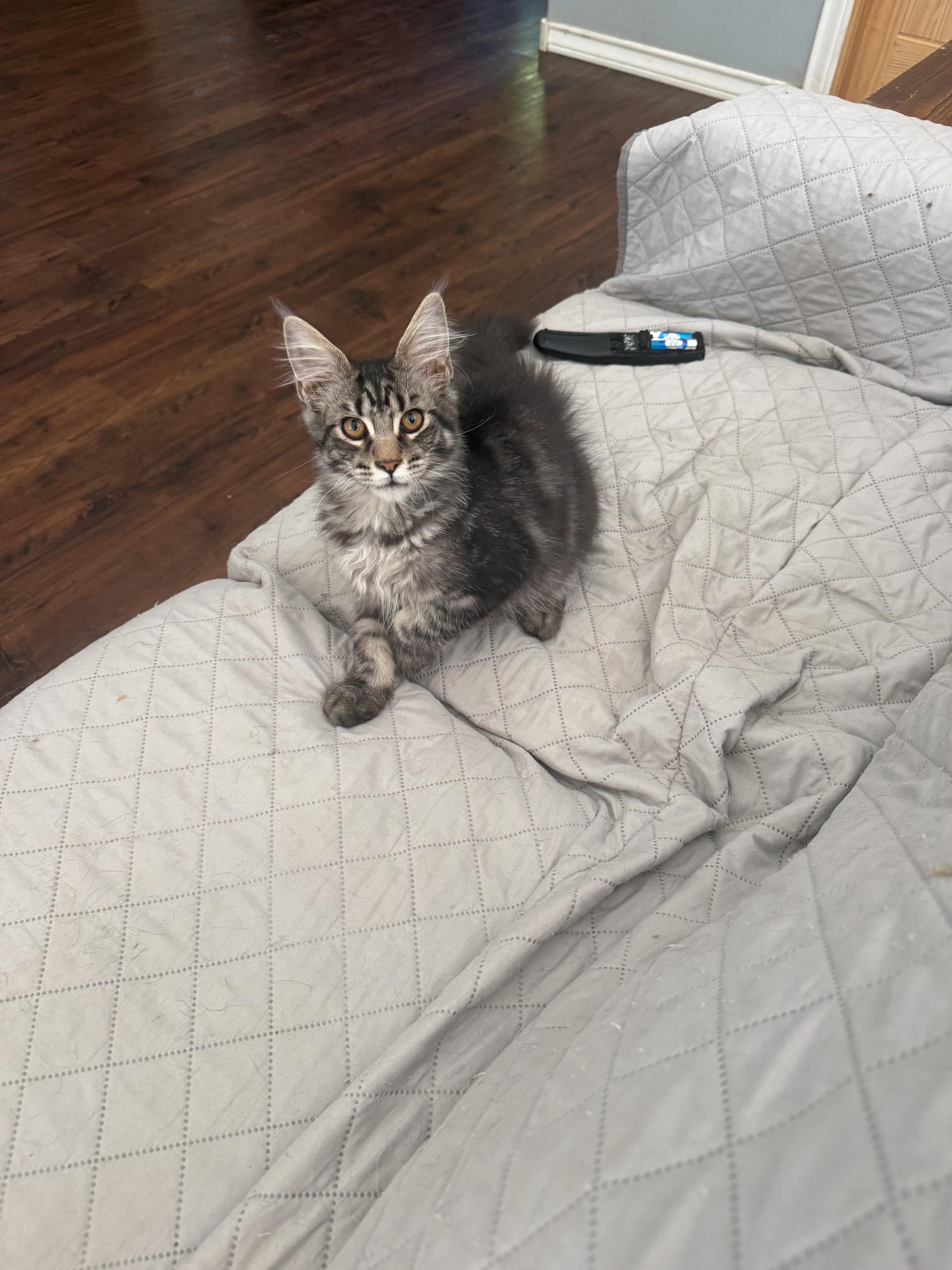 Brown/Black Tabby Male – Maine Coon Kitten