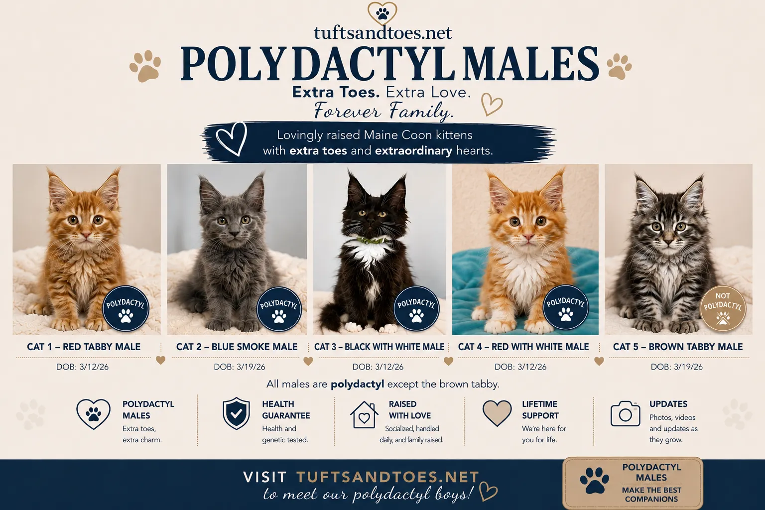 Tufts and Toes Maine Coon Cattery — Available Kittens Flyer
